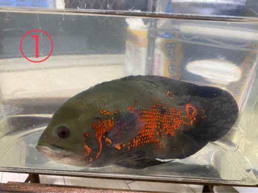 熱帯魚３匹