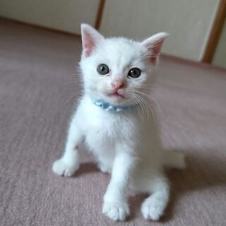 １ヶ月半くらいの可愛い子猫達 - 猫