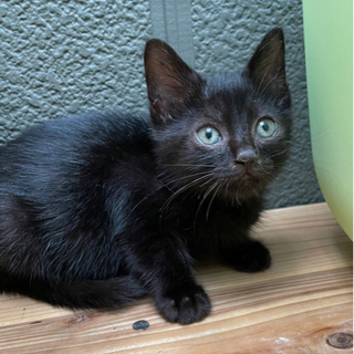 SOS‼️緊急急募‼️黒子猫の兄弟‼️ - 猫
