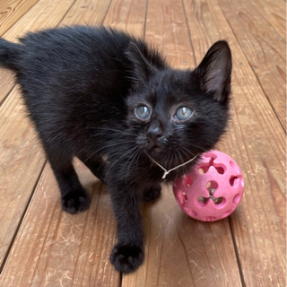 SOS‼️緊急急募‼️黒子猫の兄弟‼️ - 志摩市