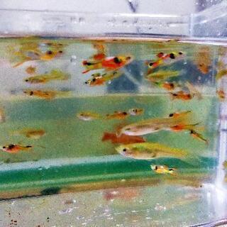 熱帯魚