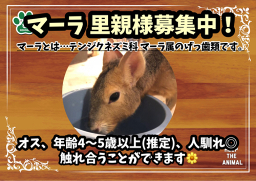 マーラ 里親様募集中 大切に可愛がってくださる方からのご応募 お待ちしております 保護動物園 ねこのす 東金のその他の里親募集 ジモティー