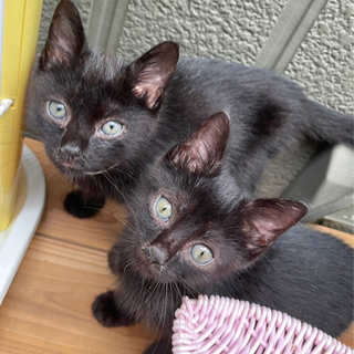 SOS‼️緊急急募‼️黒子猫の兄弟‼️ - 里親募集