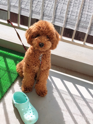 トイプードルレッド いつき 松山のトイプードルの里親募集 ジモティー