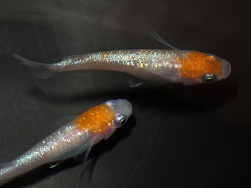 花木流通センターみのり館 21 9 19はメダカ祭りです Celeru 前橋のその他のペットの無料広告 無料掲載の掲示板 ジモティー