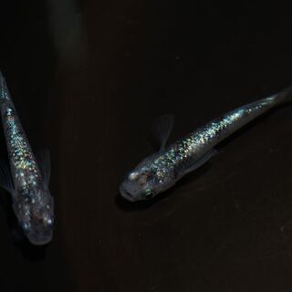 花木流通センターみのり館 21 9 19はメダカ祭りです Celeru 前橋のその他のペットの無料広告 無料掲載の掲示板 ジモティー