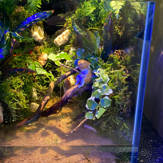 杜のメダカメダカ飼育にオススメコケリウム・テラリウム完成品☆20センチ