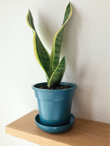 観葉植物　サンセベリア・ローレンティ②　32cm　ブルーカラーの3.5号の鉢と受け皿付き