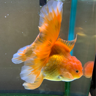 オスメス更紗オランダローズテール