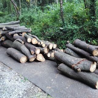 伐採した広葉樹原木引き取ります