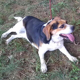 神奈川県のその他 犬 の里親募集 ジモティー