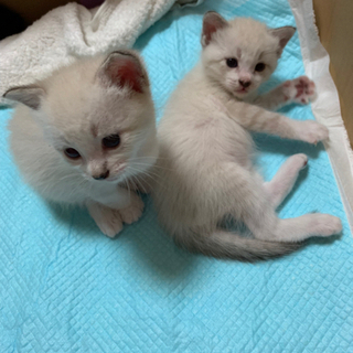 8月25日生まれの子猫ちゃんです