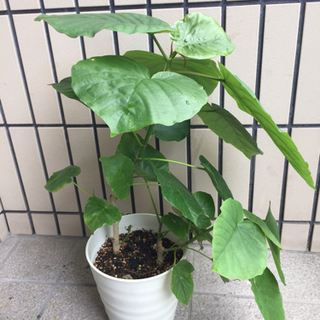 決まりました！観葉植物ウンベラータC