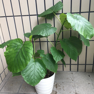 決まりました！観葉植物ウンベラータI