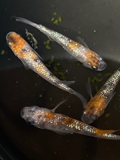 メダカ 月華 選別済み個体2ペアプラスa めだか ミラクルたか 津のその他の中古あげます 譲ります ジモティーで不用品の処分