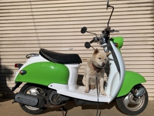 ビーノ　50 5AU 2サイクル　ライムカラー　実働　日立南太田ic