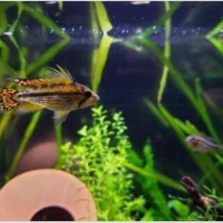 カカトゥオイデスの中古が安い 激安で譲ります 無料であげます ジモティー