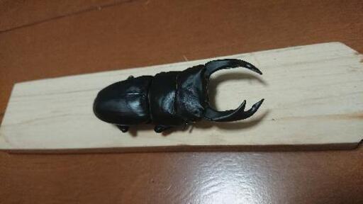 オオクワガタ.マツノインセクト久留米血統♂77.3mmペア オオクワガタ.マツノインセクト久留米血統♂77.3mmペア