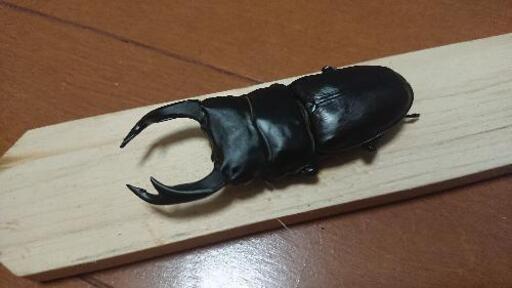 その他 オオクワガタ.マツノインセクト久留米血統♂77.3mmペア