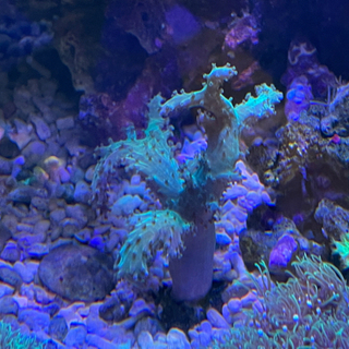 【ネット決済】サンゴ　海水魚　珊瑚　