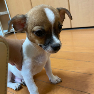 ミックス犬スムースチワワの様な子達里親ではありません M S Stage 三郷中央の犬の無料広告 無料掲載の掲示板 ジモティー ミックス犬スムースチワワの様な子達里親ではありません M S Stage 三郷中央の犬の無料広告 無料掲載の掲示板 ジモティー