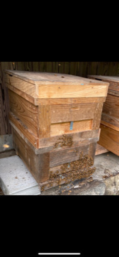 種蜂 養蜂 西洋蜜蜂 diagnos.co.id