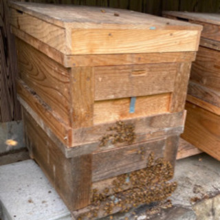 種蜂　養蜂　西洋蜜蜂