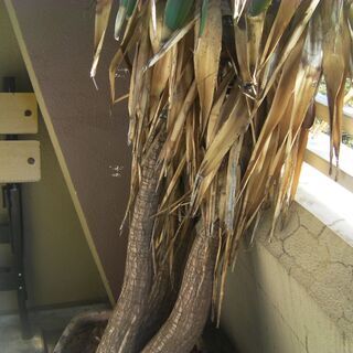 観葉植物が大きくなりすぎてしまいました。どなたかに引き取って