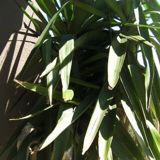 観葉植物が大きくなりすぎてしまいました。どなたかに引き取って