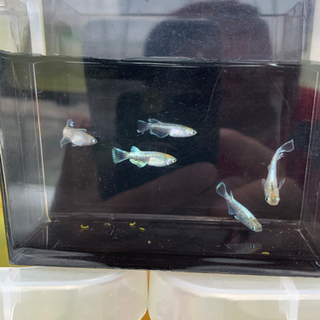 スポンジフィルター懐古堂80s 3個セット新品未使用メダカ金魚 タカ 足利のその他の中古あげます 譲ります ジモティーで不用品の処分