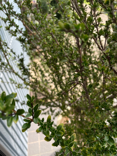 お得 期間限定 白丁花株立ちハクチョウゲ苗生垣観葉植物 ミント 福大前のその他の中古あげます 譲ります ジモティーで不用品の処分