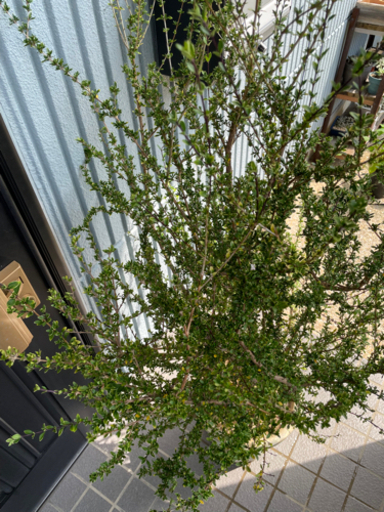 お得 期間限定 白丁花株立ちハクチョウゲ苗生垣観葉植物 ミント 福大前のその他の中古あげます 譲ります ジモティーで不用品の処分