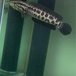 中古雷魚 その他が無料 格安で買える ジモティー