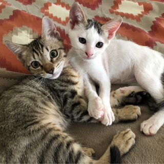 かわいい兄妹猫ちゃんの里親さん募集中です‼︎