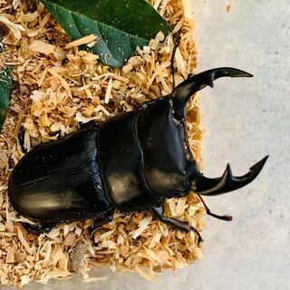 東京都の中古昆虫が無料 格安で買える ジモティー