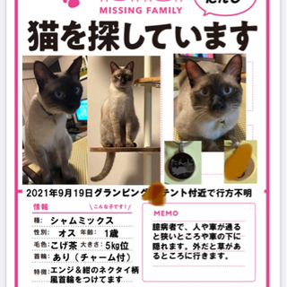【無事に保護しました】猫を探しています:東松島市野蒜 − 宮城県