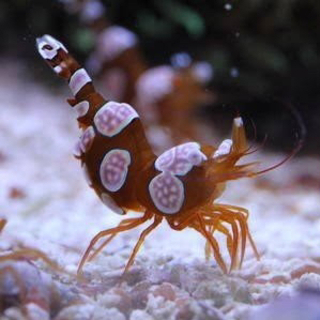 中古モエビが無料 格安で買える ジモティー