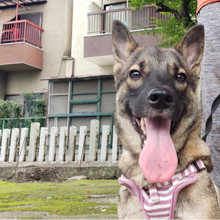 元保護犬の女の子です。『 お話中』