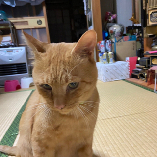 【大至急】猫エイズだけどめっちゃくっちゃ良いこな茶トラくん