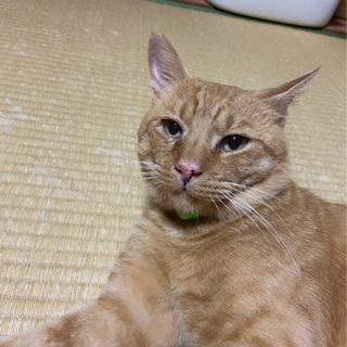 【大至急】猫エイズだけどめっちゃくっちゃ良いこな茶トラくん - 姫路市