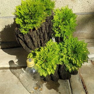 中古イワヒバが無料 格安で買える ジモティー