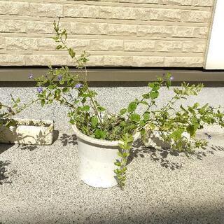 アメリカンブルー　花　鉢植え　植物