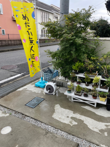紅帝ラメ盆粋めだかメダカ販売 盆粋めだか 吉見ノ里のその他のペットの無料広告無料掲載の掲示板 ジモティー