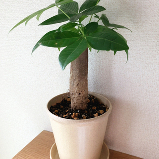 観葉植物　パキラ④　31cm　ナチュラルカラーの4号の鉢と受け皿付き