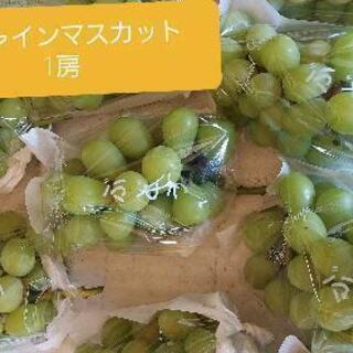 【ネット決済】「締め切りました！」8/23まで🍇採れたて🍇シャイ...