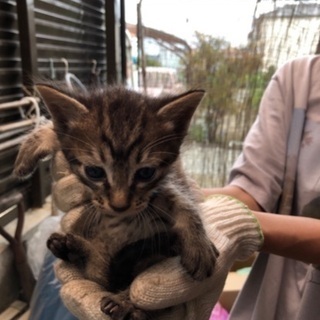 野良猫赤ちゃん、最後の投稿になります。 - 猫