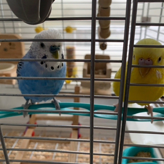 セキセイインコ　譲渡完了です。皆様、ありがとう