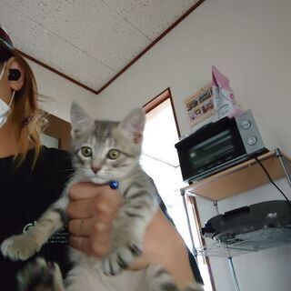 まだ、一ヶ月半の仔猫 − 愛知県