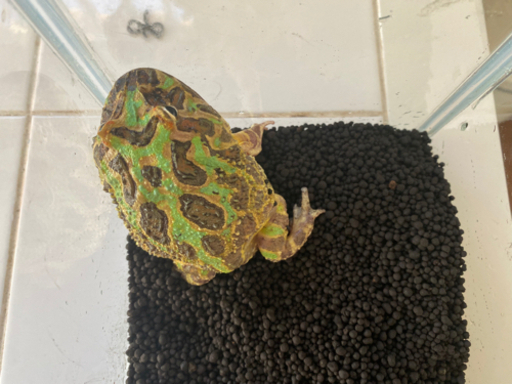 ツノガエル