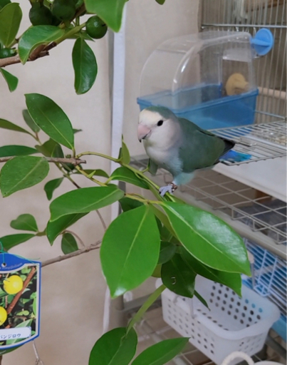 決まりました コザクラインコシーグリーン 11 28生まれ Pieceslam 赤坂のその他の里親募集 ジモティー